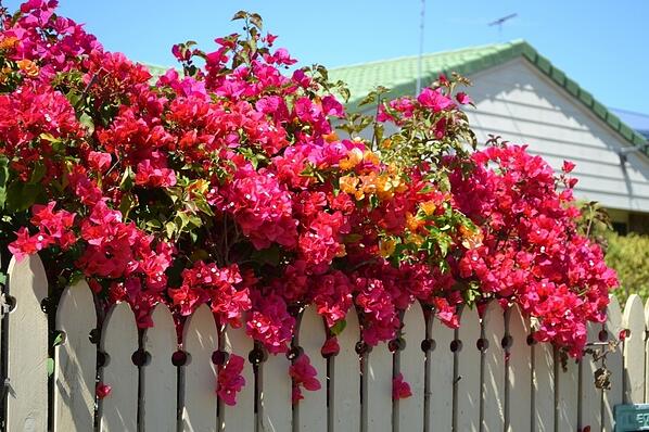 flowers-grow-over-fence.jpg