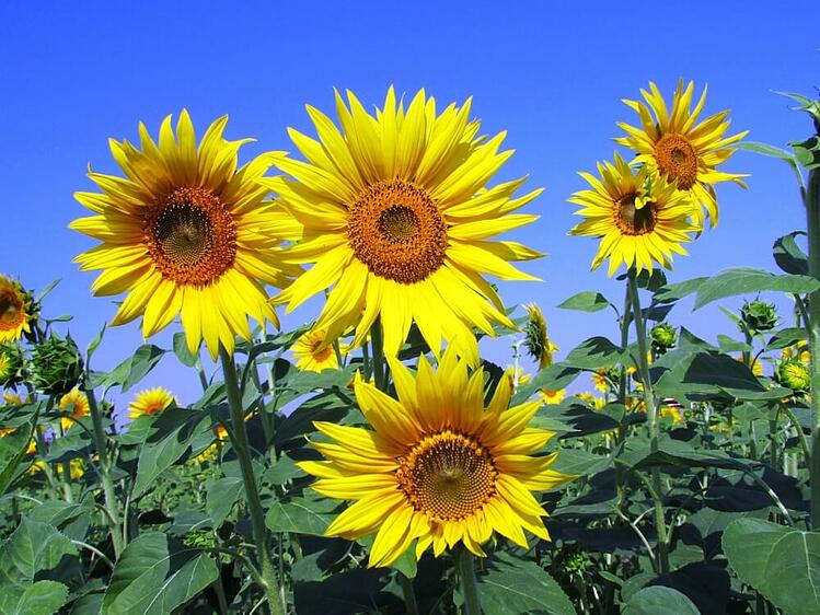 sunflowers-in-sun.jpg