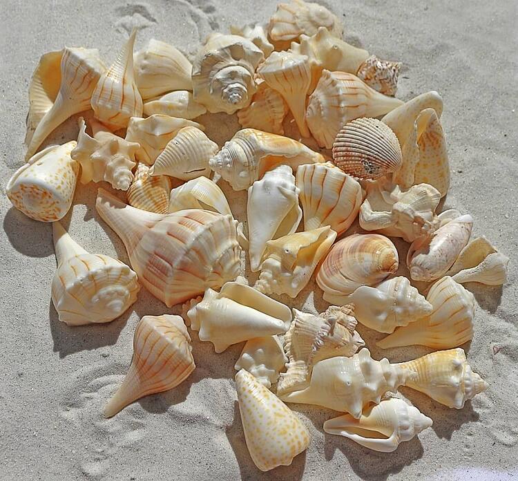 beach-sea-shells.jpg