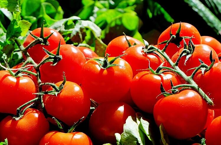 truss-tomatoes.jpg