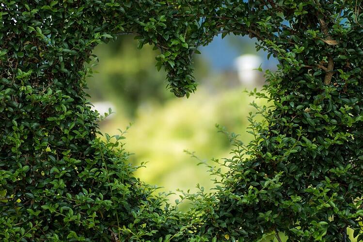 love-heart-hedge.jpg