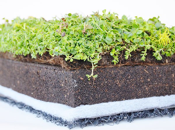 green_roof_layers-2